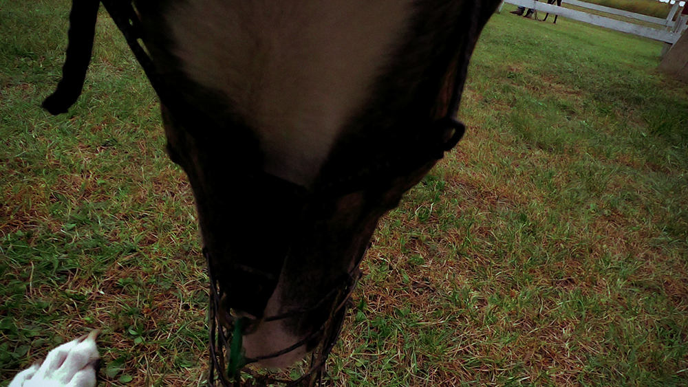 <em>The Hunt</em> (excerpt), video, sound, 3:40 min, 2026.